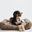 Corduroy Taupe Big Dog XL Ortho Lounge