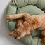 Warby Jasmine Donut Bed