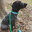Waterproof Dog Leash - 5ft