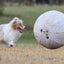 Better Sporting Dogs 25” Heavy Duty Sheep Lookalike Herding Ball for Dogs
