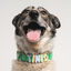 Waterproof Dog Collar