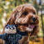 Woodland HuggleFlatties™ Assorted Durable Plush Dog Toys (3pk)