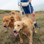 Hands-Free Dog Walking Bag with 4ft Leash