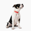Waterproof Dog Collar