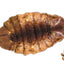 11lb Chubby Dried Silkworm Pupae