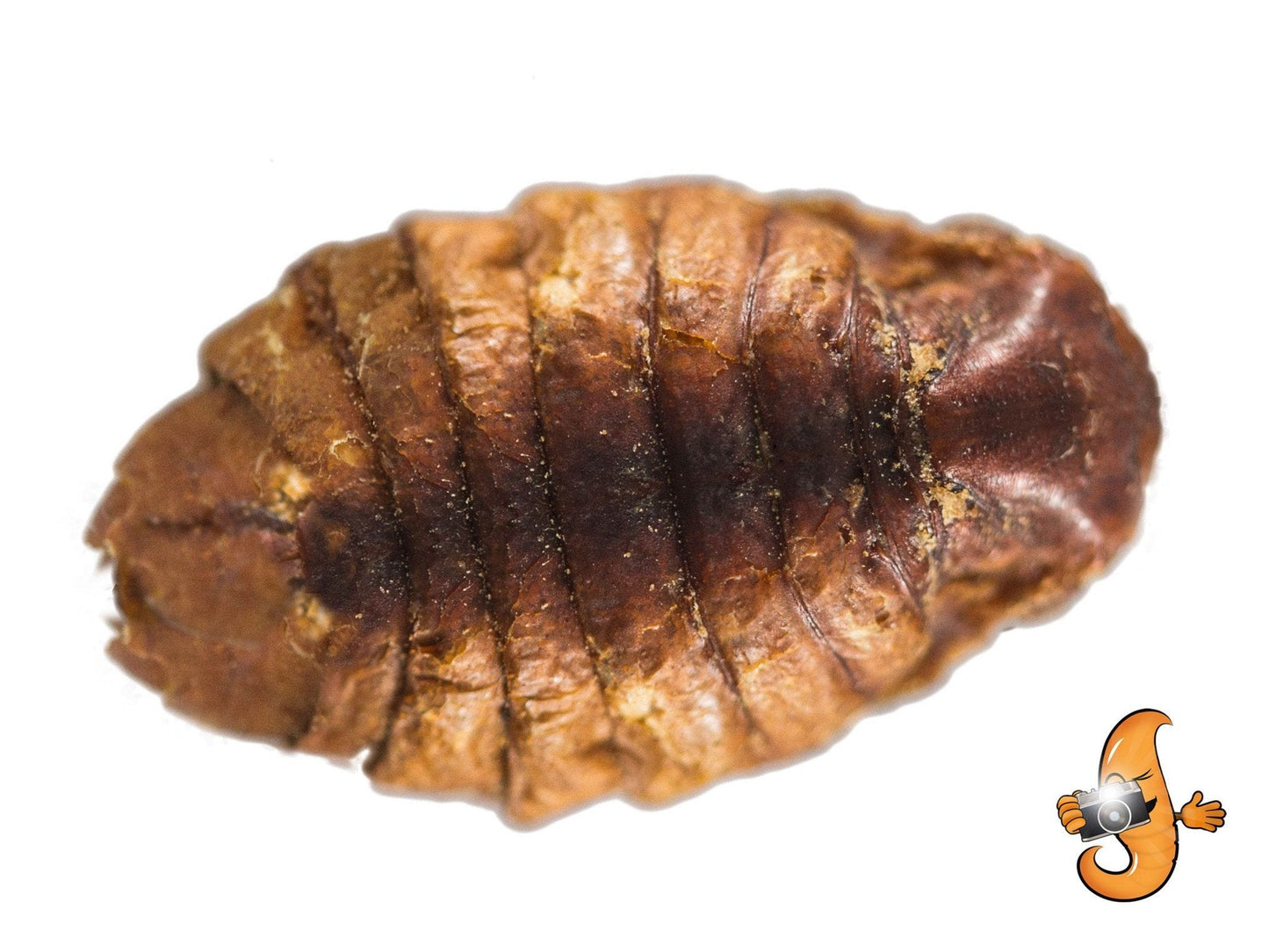 2Lbs Chubby Dried Silkworm Pupae