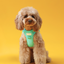NO PULL ACTIVE  PET HARNESS - MINT GREEN