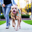 Paper Flags Freedom No-Pull Dog Harness – EarthStyle