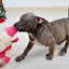 Jeffers Plush Bright Winter Pals Squeaker Dog Toys, 3 pk