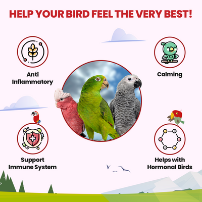 Halcyon Parrot Tea