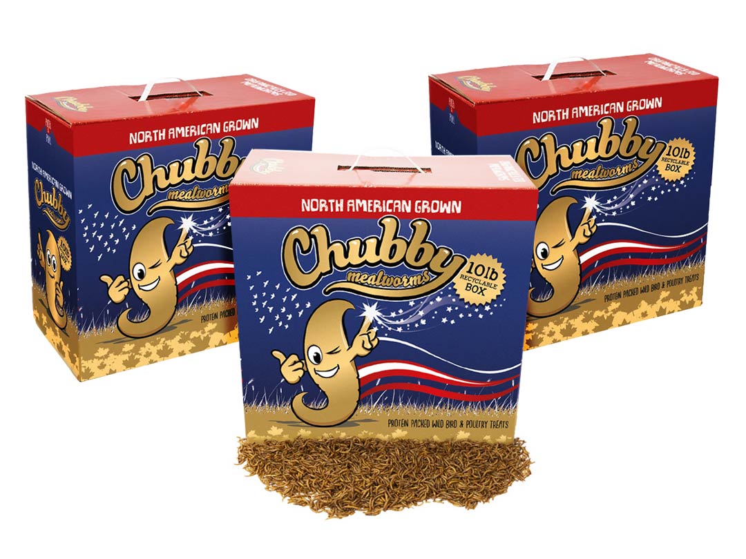 30Lbs Chubby North American Dried Mealworms (Montreal Grown) Recyclable Boxes Non-GMO