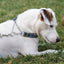 Martingale Leather Dog Collar