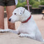 Martingale Coral Reef Leather Dog Collar
