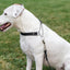Martingale Leather Dog Collar
