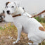 Martingale Leather Dog Collar