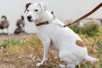 Martingale Leather Dog Collar