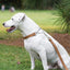 Martingale Leather Dog Collar