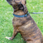 Sport Style Leather Dog Collar