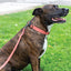 Sport Style Leather Dog Collar