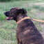 Sport Style Leather Dog Collar