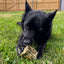 Icelandic Cod Skin Dog Treat - Large 2-inch Cube