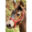Jeffers Adjustable Nylon Miniature Horse Halter