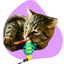 Oral Care Floss & Treat Toothbrush Toy for Cats: 3 Double Packs (6 Total Oral Care Toys)