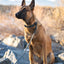 Waterproof Super Soft PVC Dog Collar