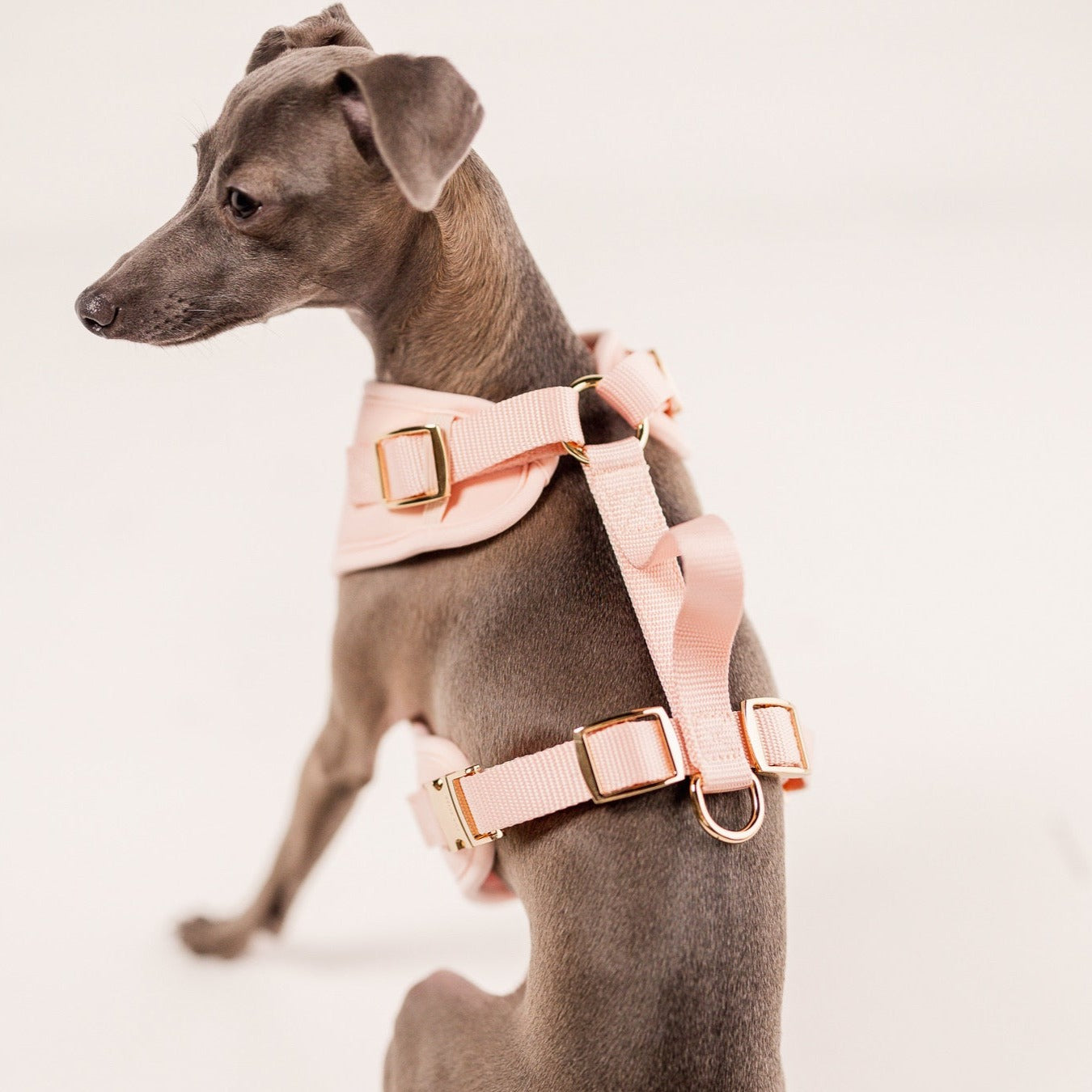 Elise Harness - Rose