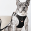 SoHo Dog Harness - Black