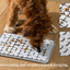 LAY LO Dog Enrichment Starter Bundle & Gift Box