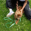 Waterproof Dog Leash - 5ft