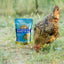 Herb Supplement For Backyard Chickens