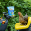 Herb Supplement For Backyard Chickens