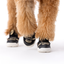 The Kai- Dog Shoes