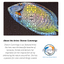 Flipper Aquarium Mat with Tang Artwork