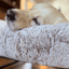 The Sammy Bolster Dog Bed
