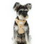 NO PULL ACTIVE  PET HARNESS - APRICOT