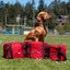 Pet First Aid Kit – Veterinarian-Curated Emergency Supplies & Guide