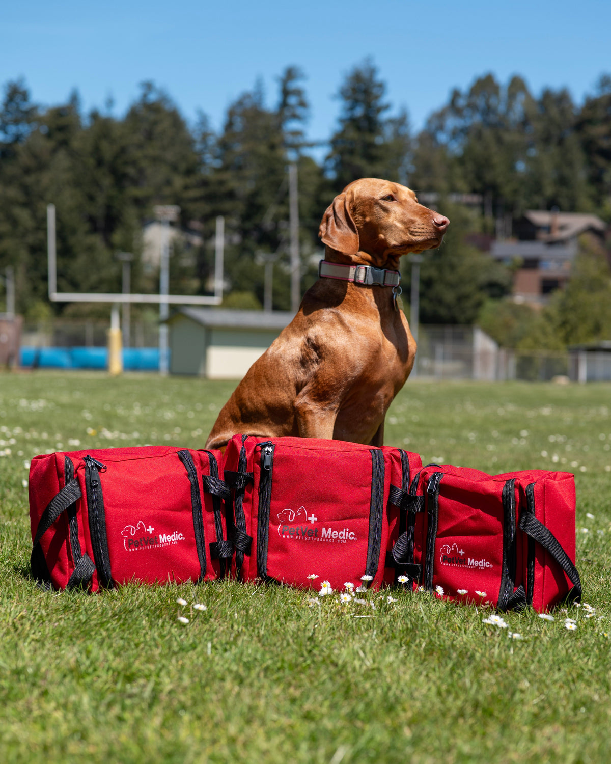 Pet First Aid Kit – Veterinarian-Curated Emergency Supplies & Guide