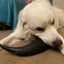 Bison Horn (Grass Fed & Finished)