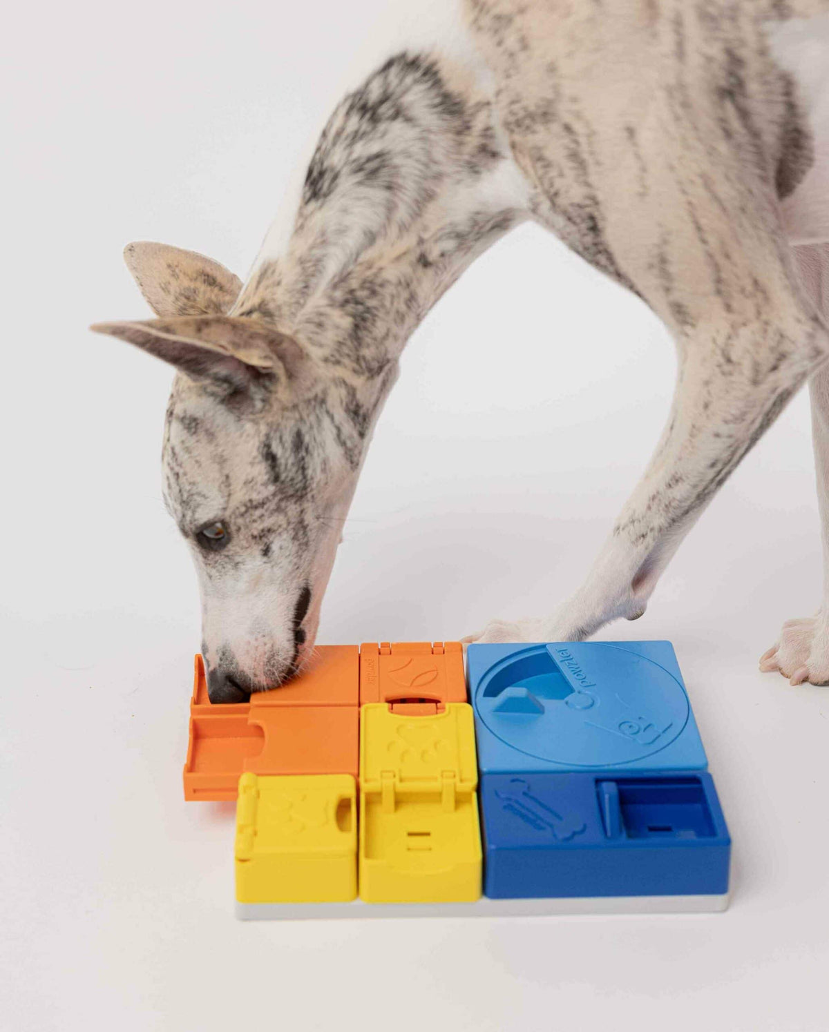 Pawzler Set - Rainbow