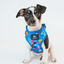 Dog Adjustable Harness - Blue's Clues™