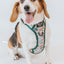Dog Step-in Harness - Peanuts™ Beagle Scouts