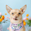 Dog Adjustable Harness - Hello Kitty® & Friends Flower Festival