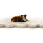 PupRug® Runner Faux Fur Memory Foam Dog Bed - Curve White with Brown Accents