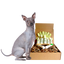 4-HAIRLESS PETS *DOG RESTORATIVE KIT