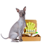 4-HAIRLESS PETS *DOG RESTORATIVE KIT