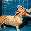 Nourishing Dog Shampoo Bar