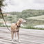 Robin Dog Collar Large - Choko